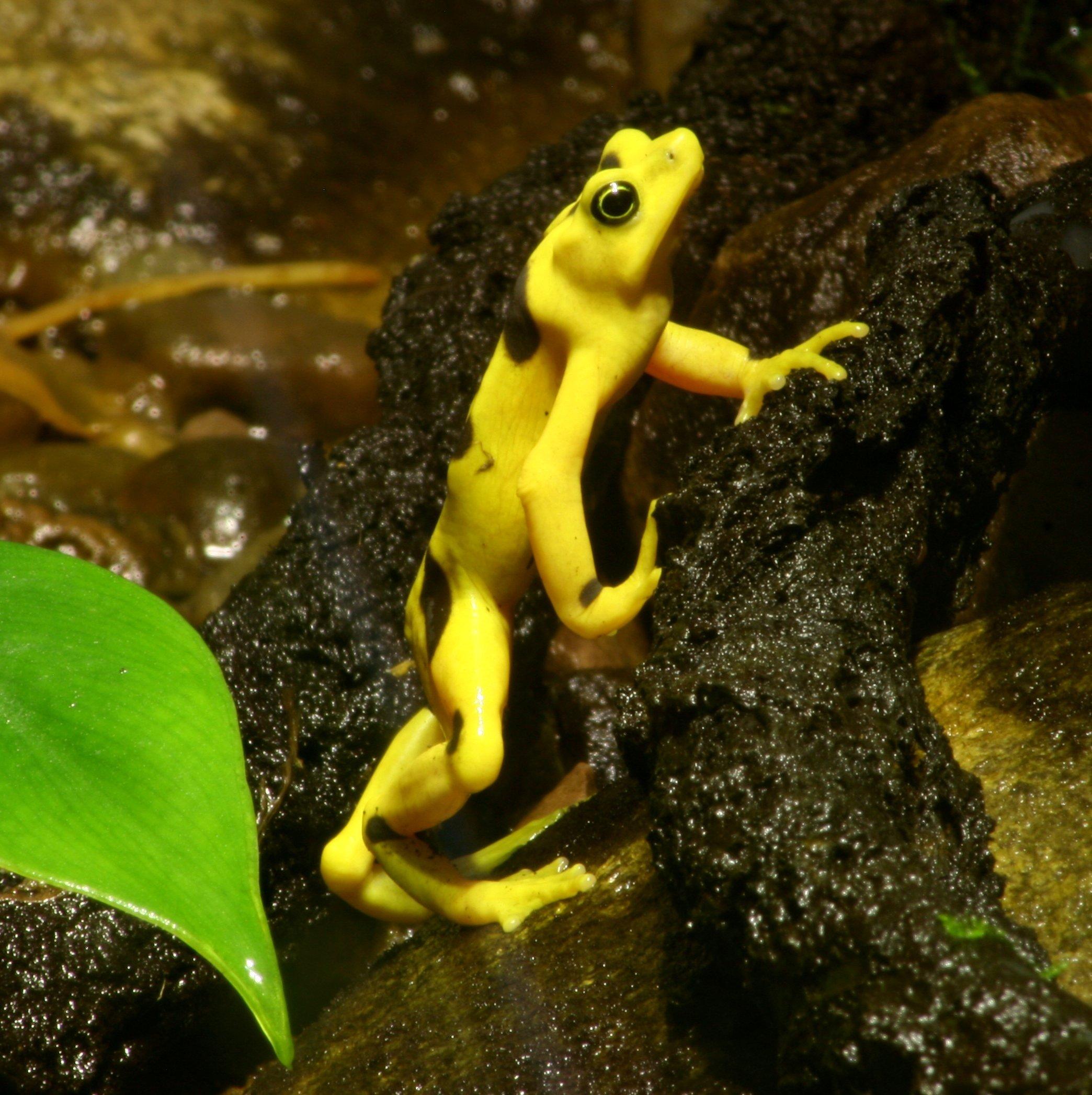 https://media.premiercasa.com/thumbnail/valle de anton - golden frog.jpg